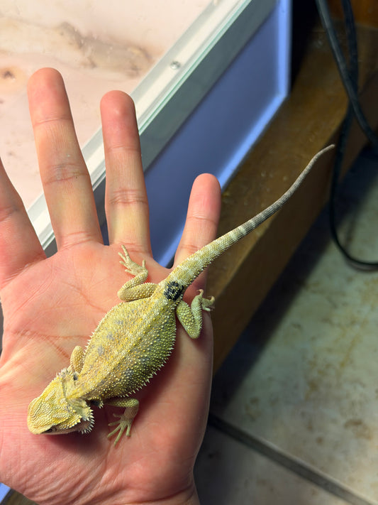 DRAGÓN BARBUDO HYPO CITRUS 13