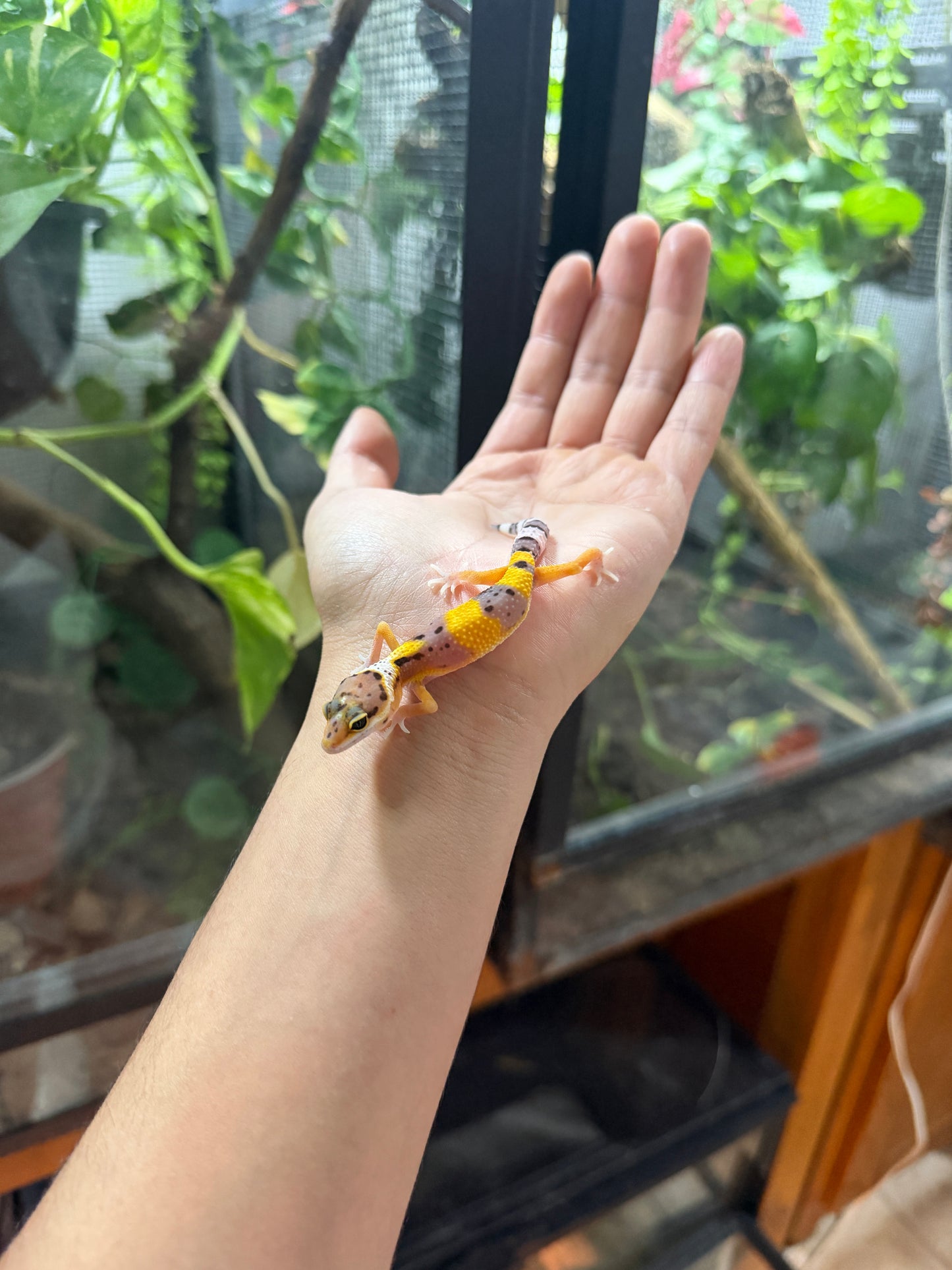 GECKO LEOPARDO HIGH YELLOW POSS HET TYPHOON