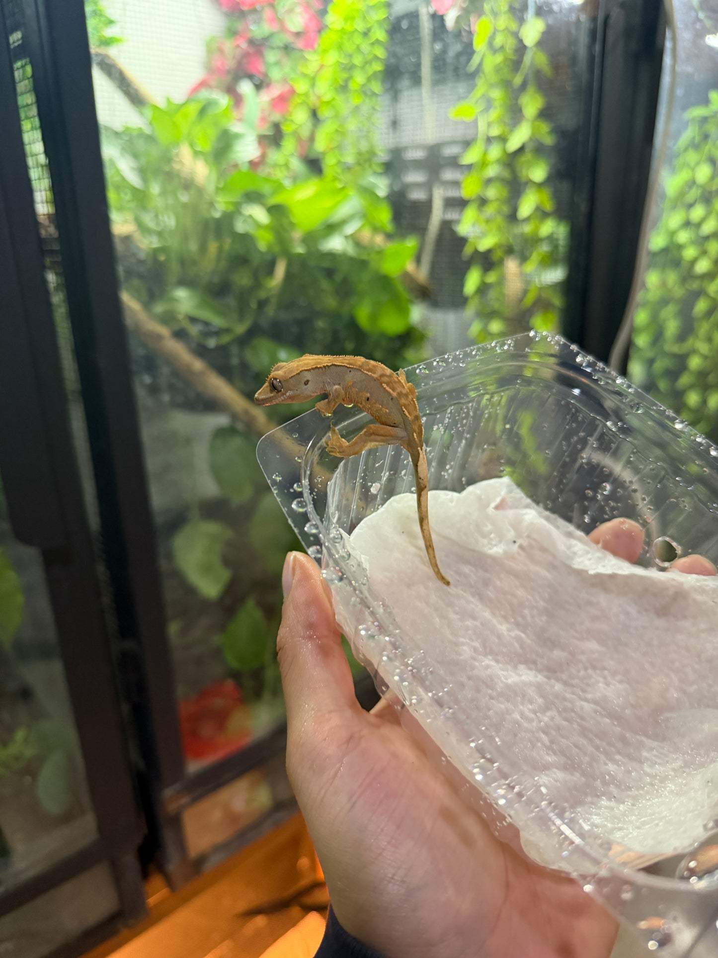 GECKO CRESTADO