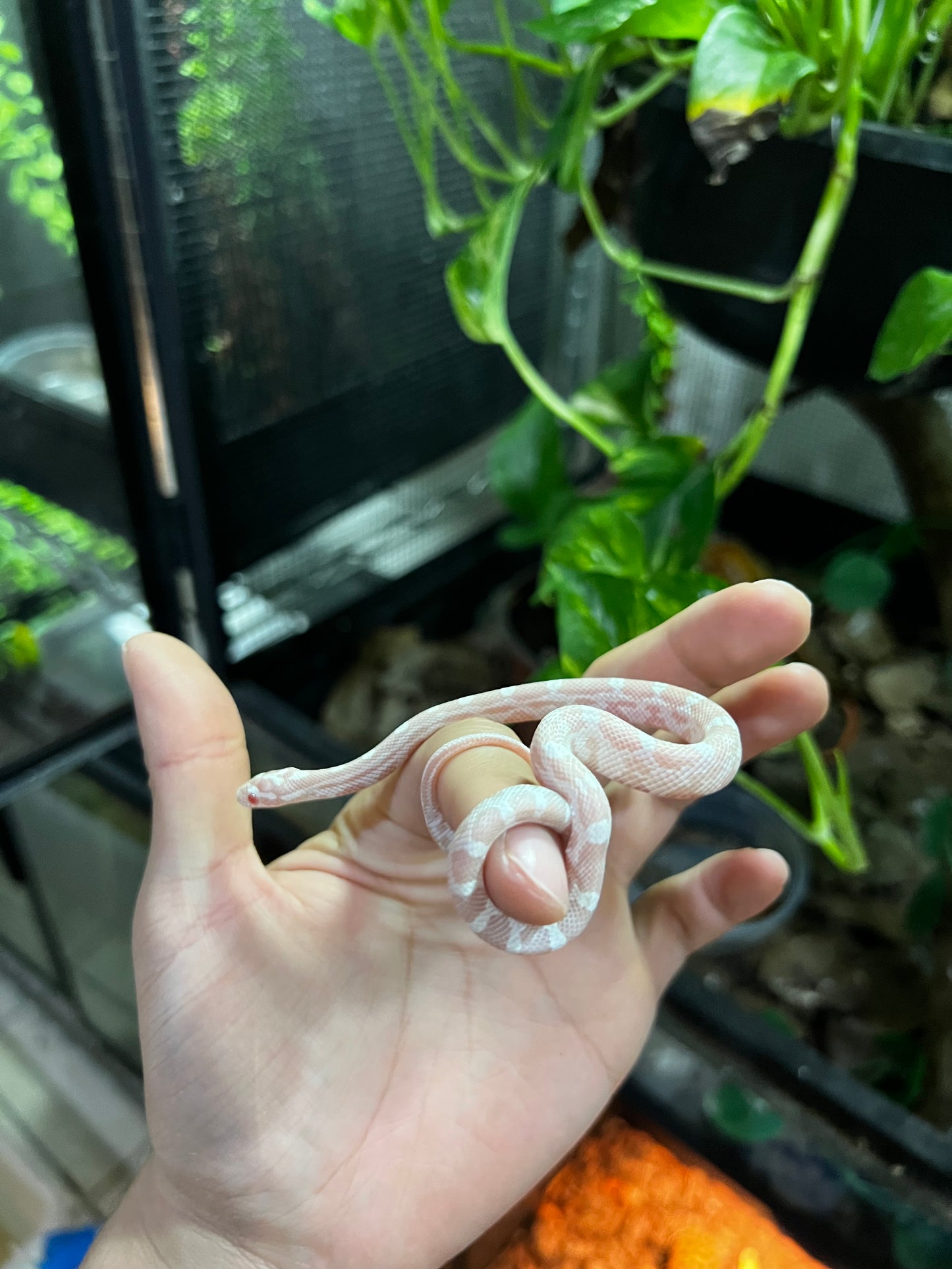 SERPIENTE MAICERA SNOW HEMBRA  39
