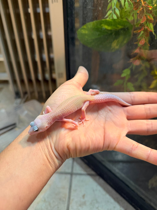 GECKO LEOPARDO BLAZZING BLIZZARD INCUBADO PARA HEMBRA 110