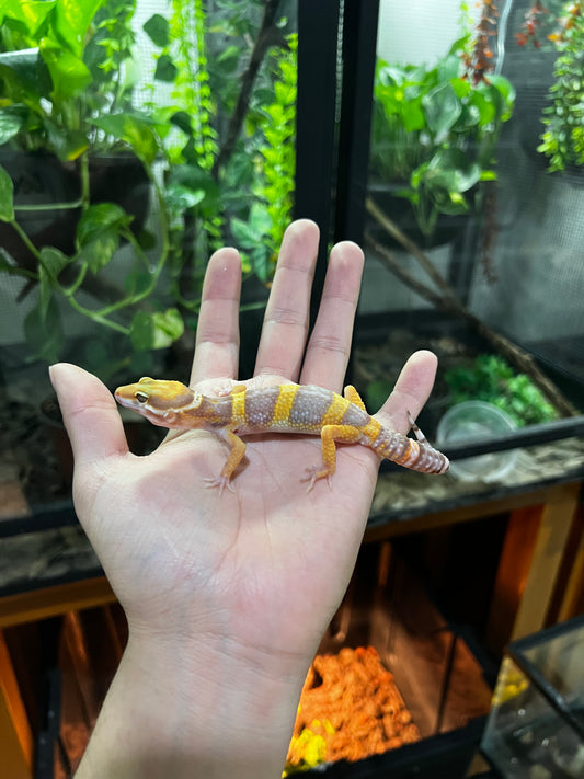 TANGERINE TREMPER 4