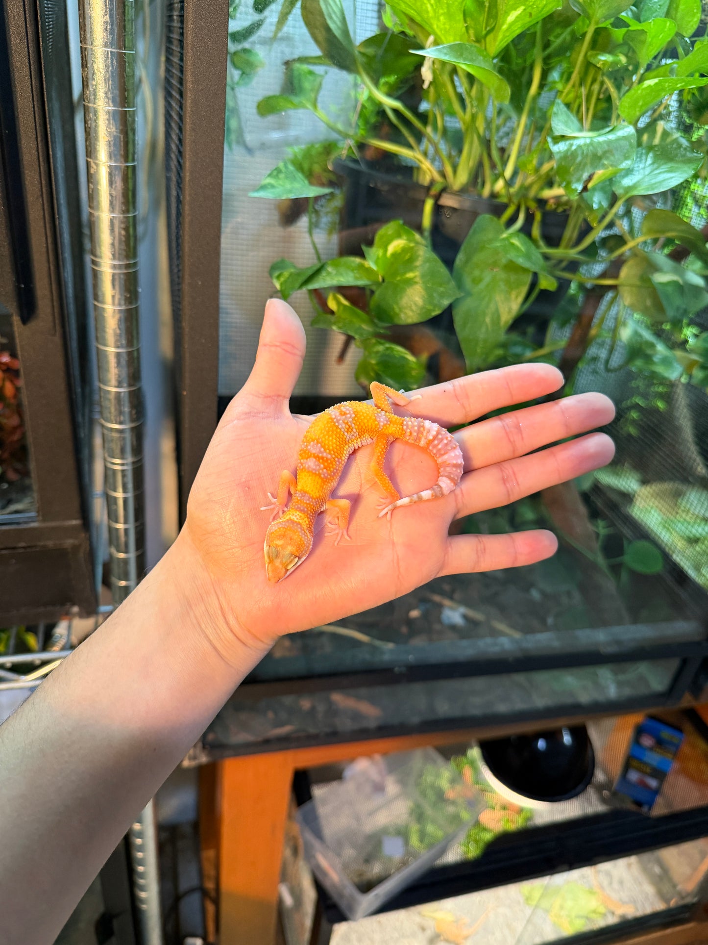 GECKO LEOPARDO RAINWATER HET TYPHOON 103