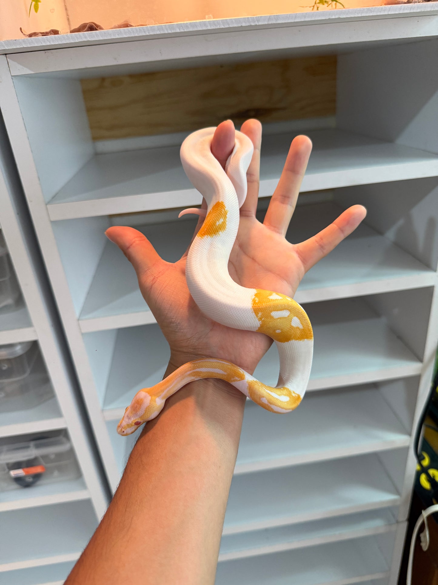 PITÓN BOLA ALBINO PIED
