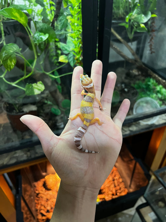 TANGERINE TREMPER 5