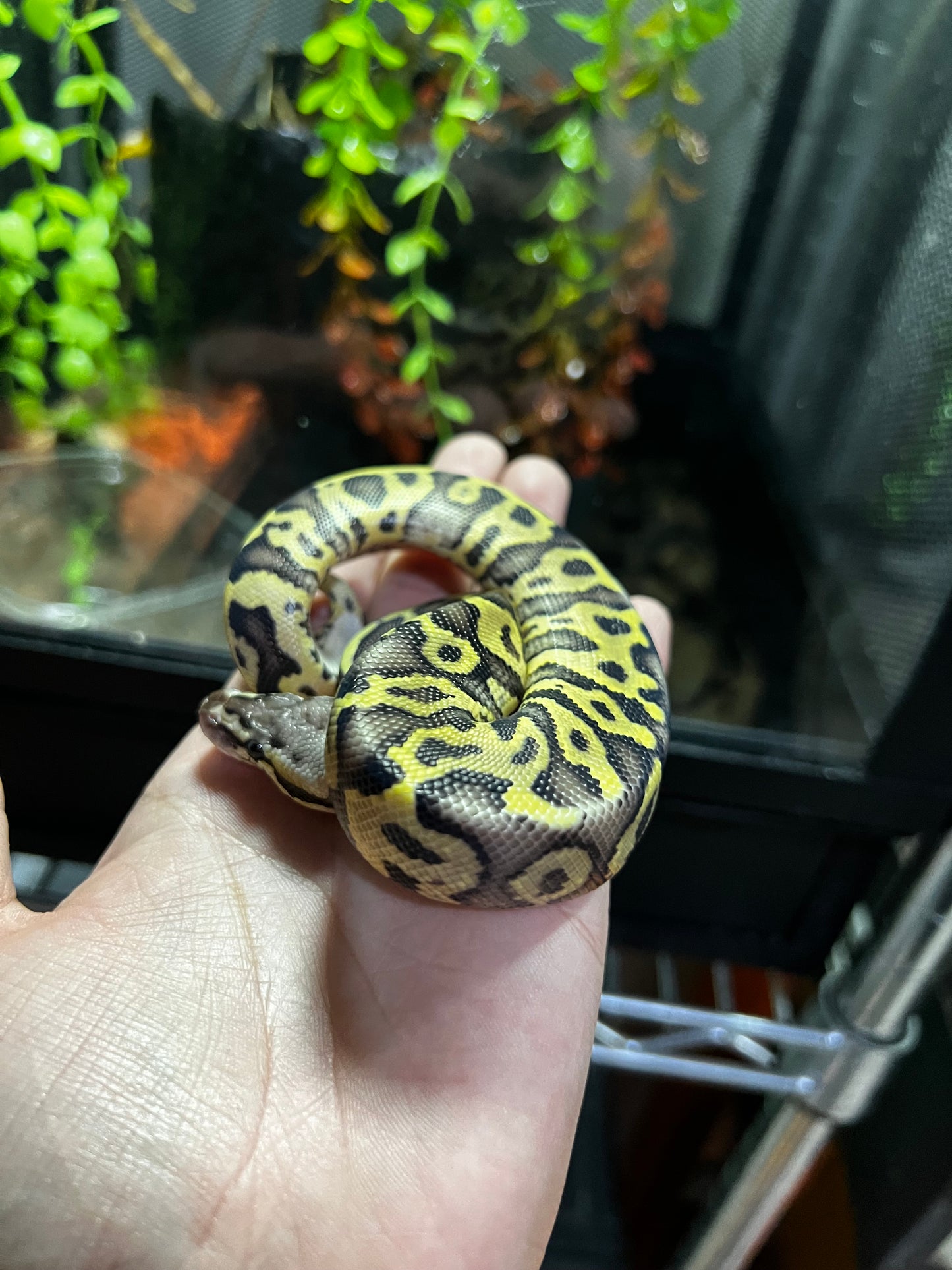MOJAVE PASTEL HGW MACHO 38