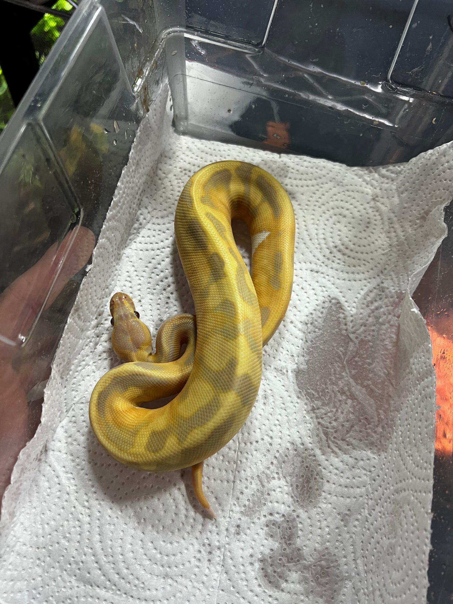 CANDY PIED MACHO 67