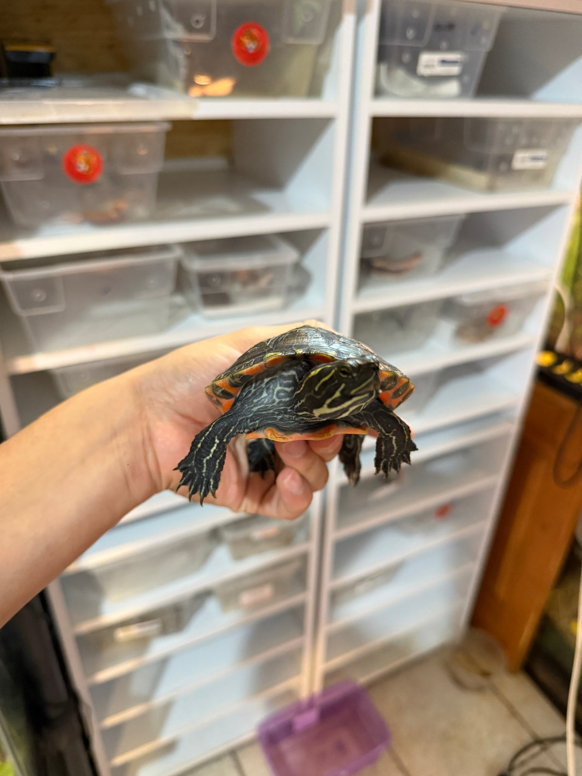 Tortuga panza roja juvenil (pseudemys rubriventris)