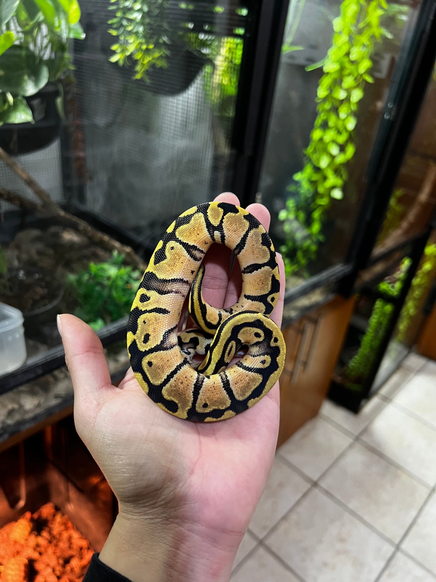 PASTEL HEMBRA 58