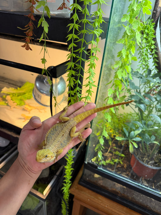 DRAGÓN BARBUDO HYPO CITRUS TRANSLUCENT