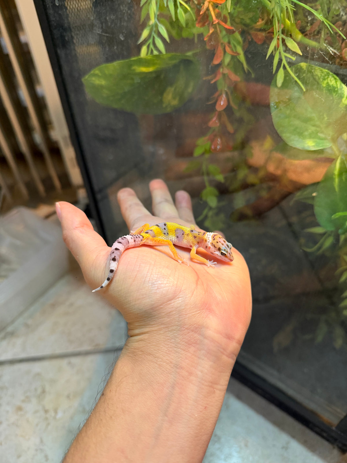 GECKO LEOPARDO HIGH YELLOW POSS HET BELL INCUBADO PARA HEMBRA 223