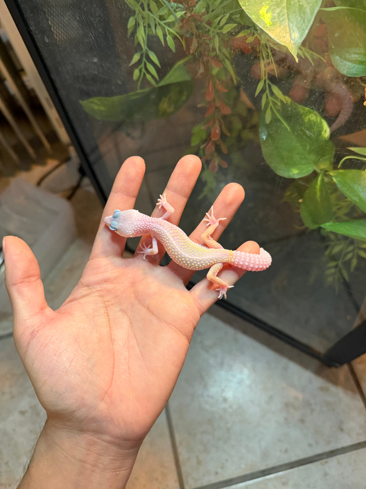 GECKO LEOPARDO BLIZZARD HET BELL INCUBADO PARA HEMBRA 113