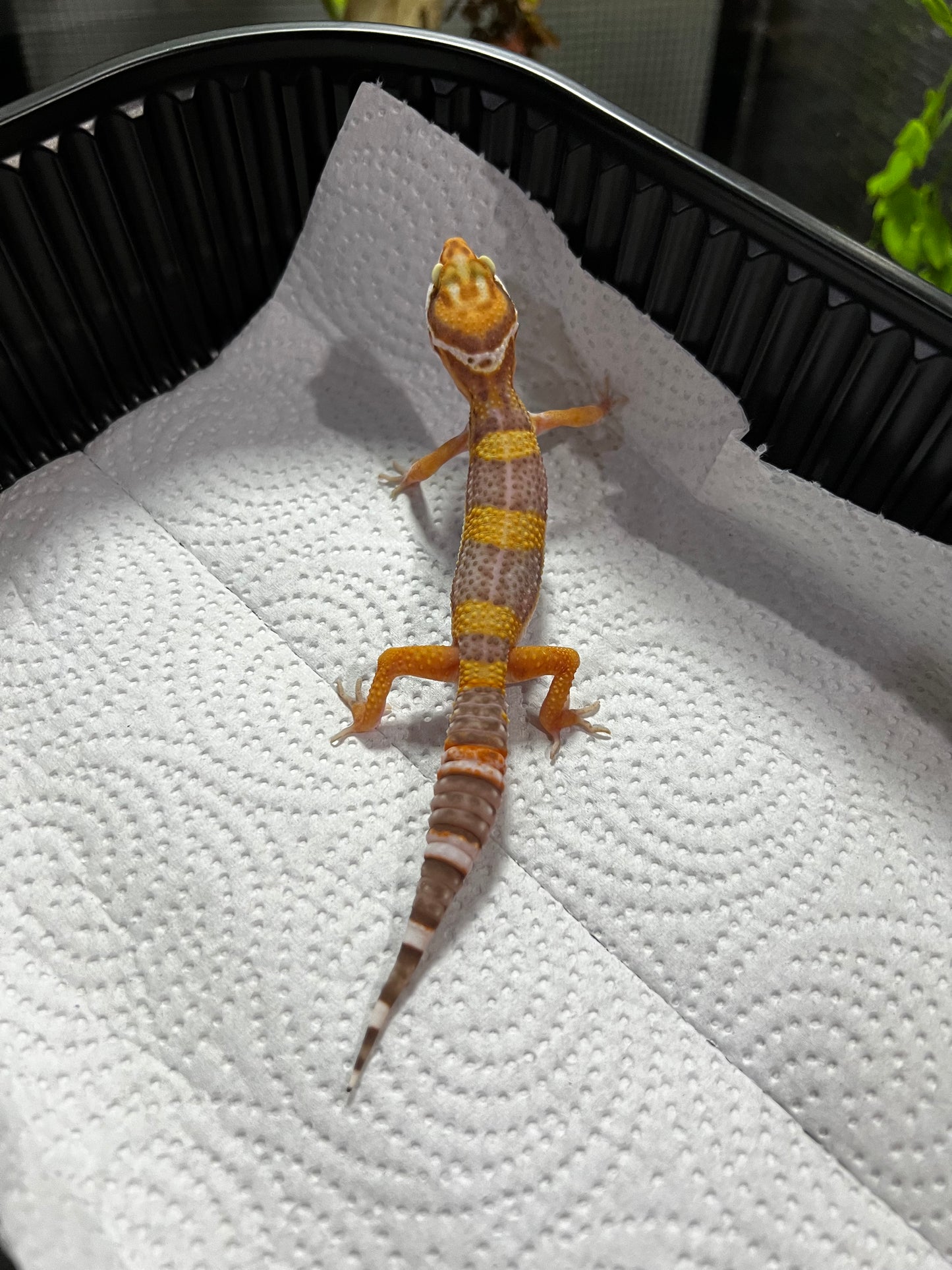 TANGERINE TREMPER 1