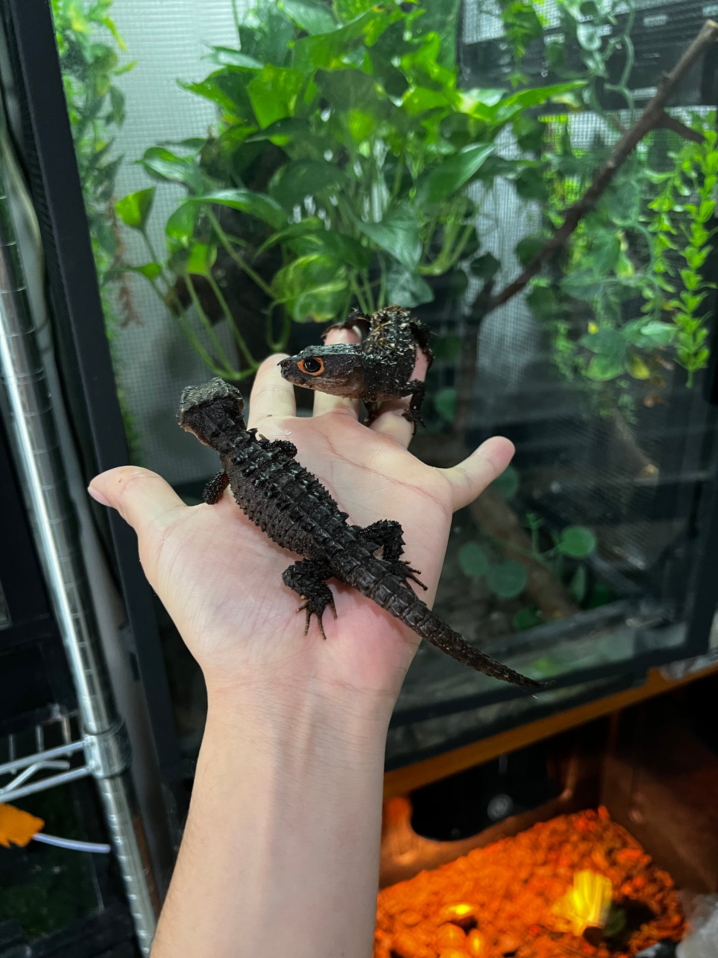 SKINK COCODRILO OJOS ROJOS