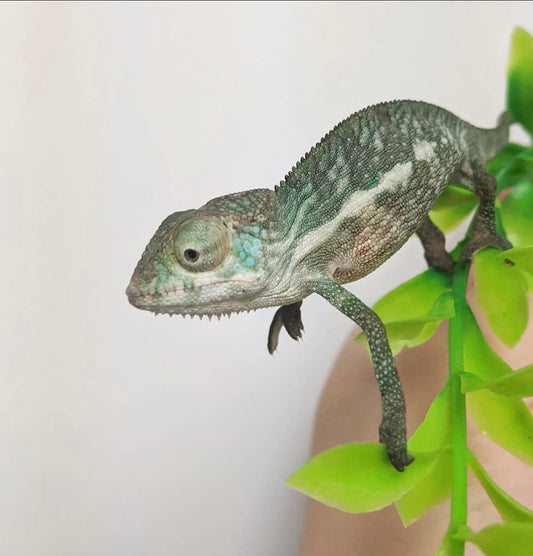 Camaleón pantera bebé sin sexar