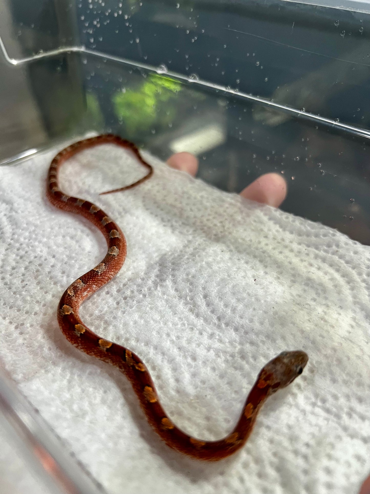 SERPIENTE MAICERA BLOOD RED PIEDSIDE HEMBRA 5