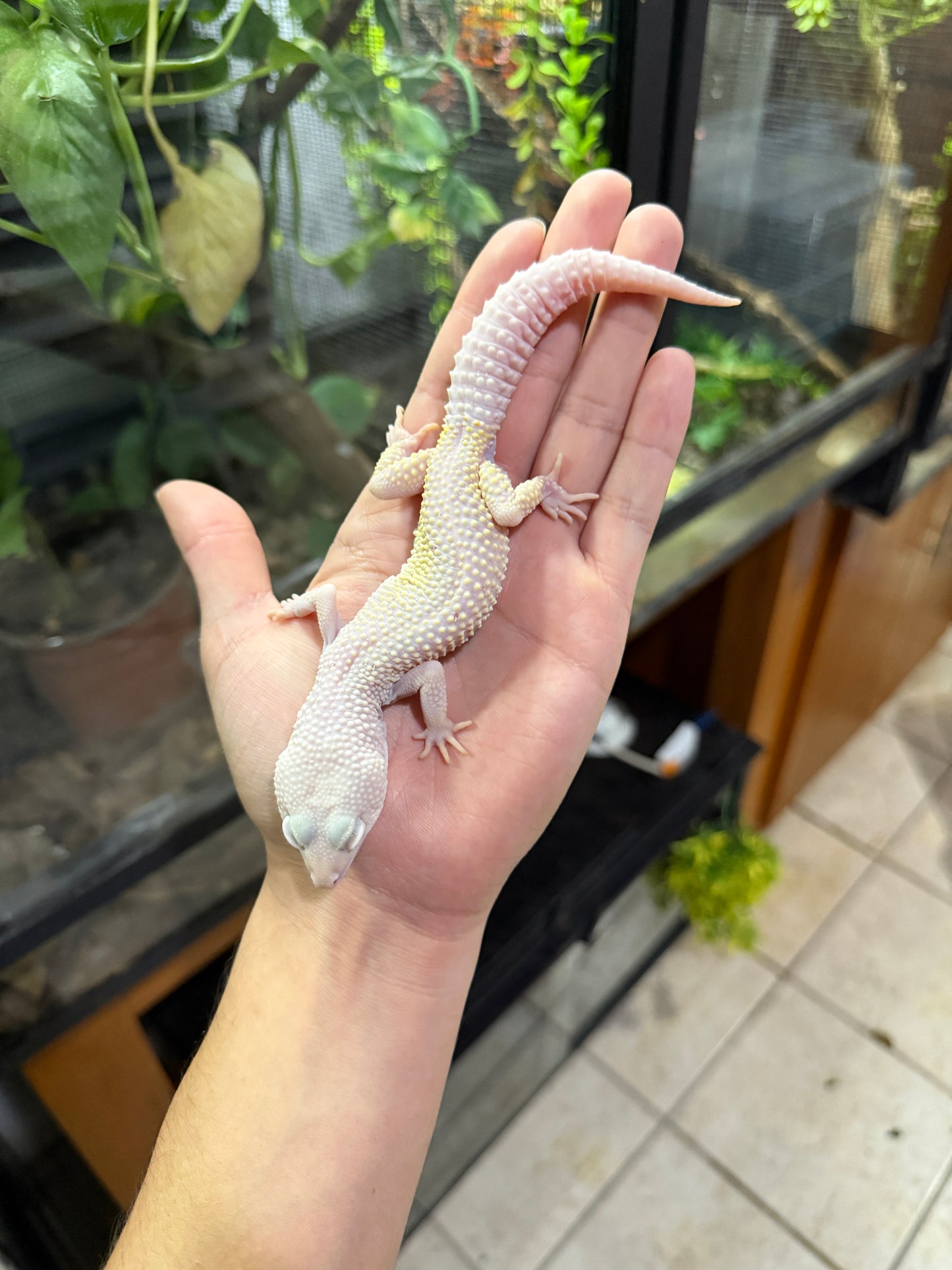 GECKO LEOPARDO DIABLO BLANCO MACHO 2