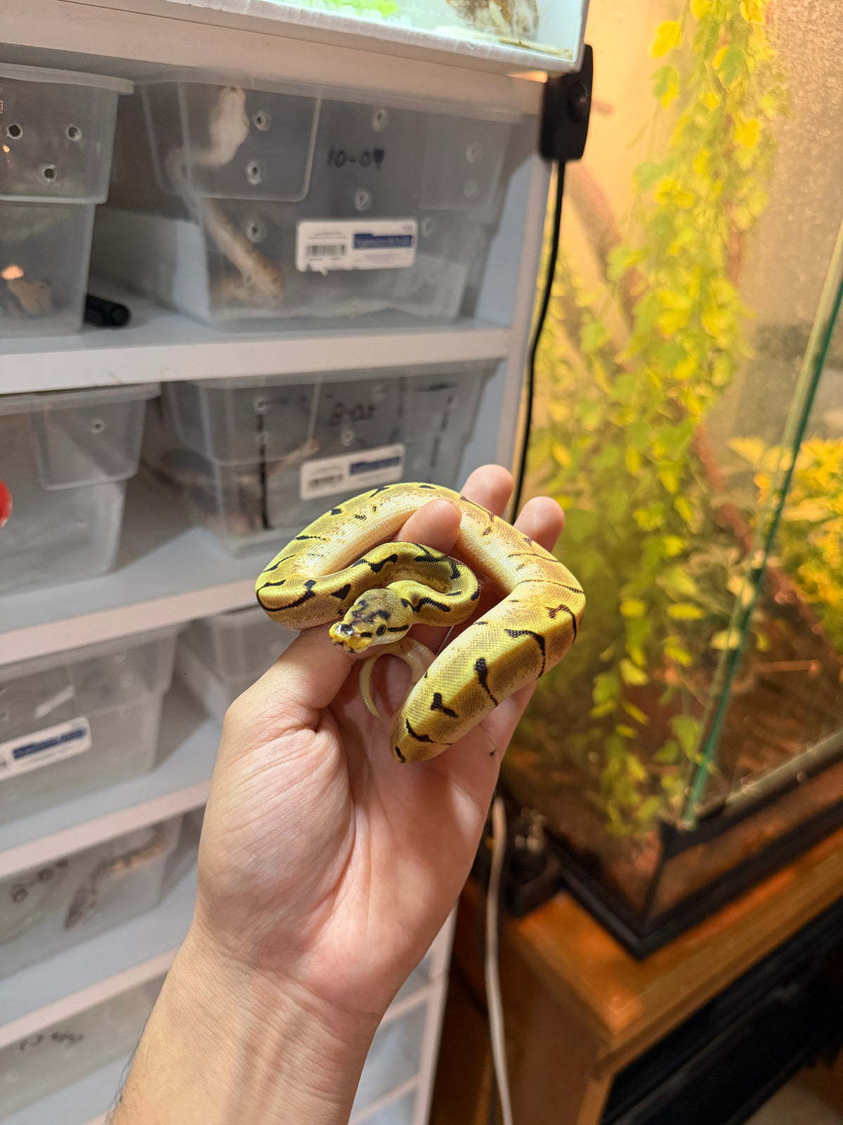 PITÓN BOLA SPIDER ENCHI HET PIED HEMBRA 11-13