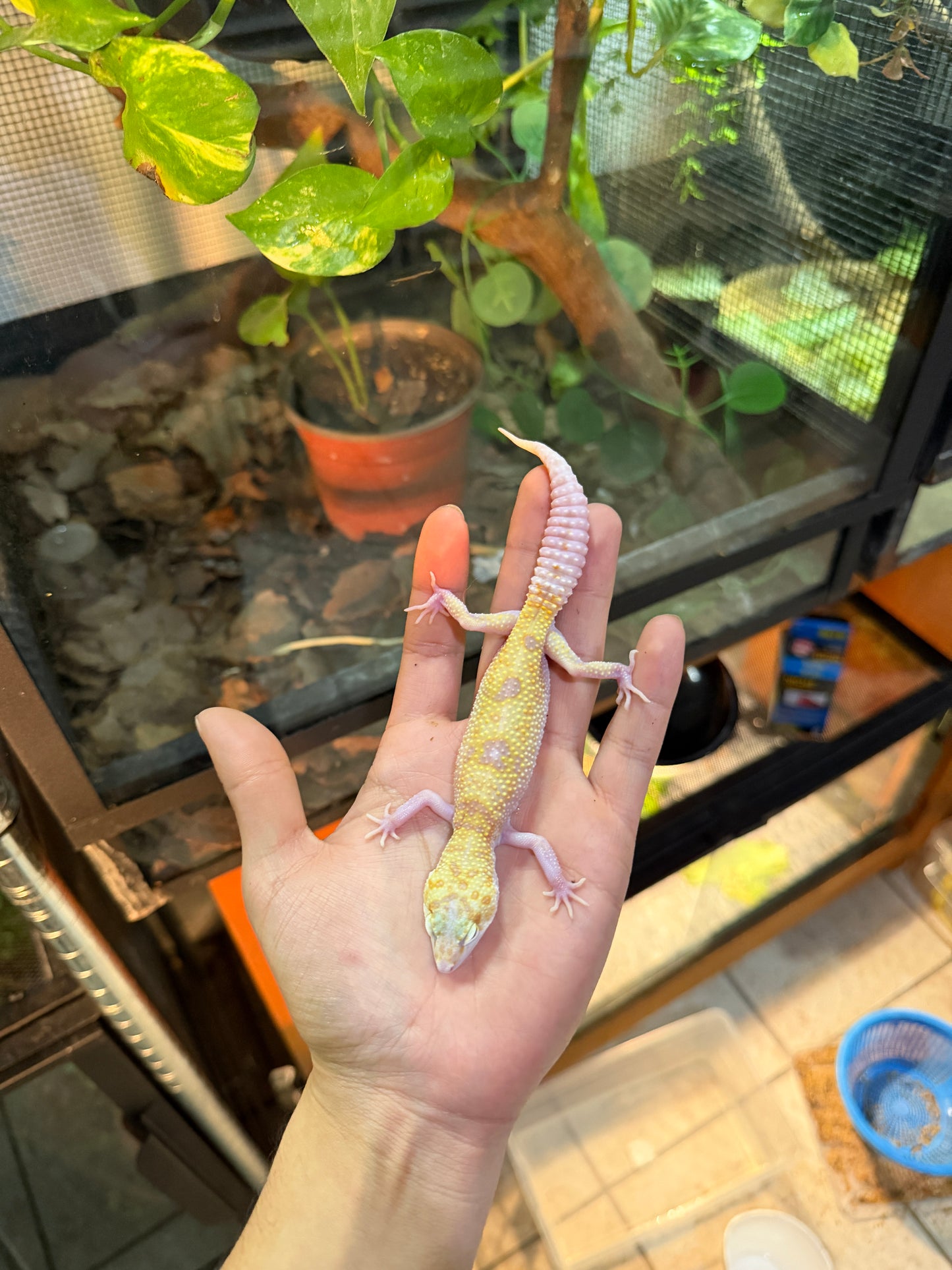 GECKO LEOPARDO RAPTOR PH BLIZZARD  122