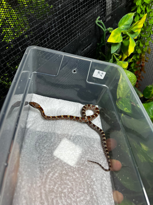 SERPIENTE MAICERA NOMINAL MACHO 29