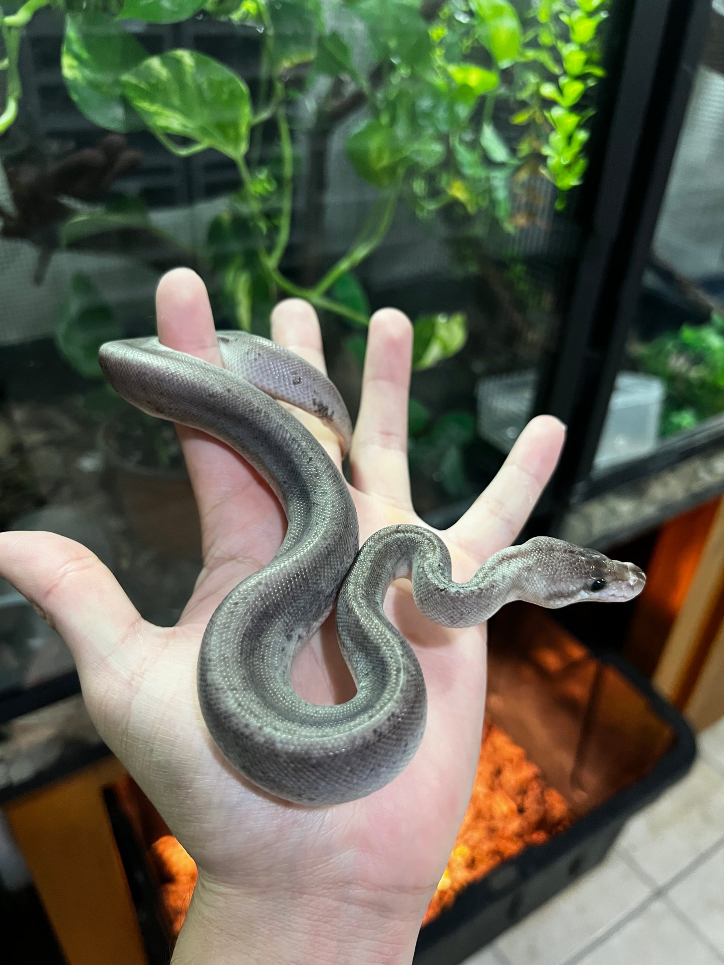 CINNAMON BLACK PASTEL MACHO 41