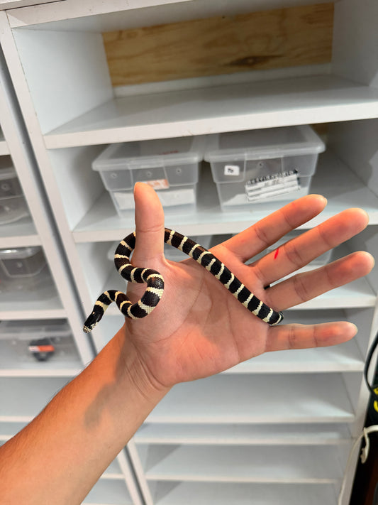 SERPIENTE REY DE CALIFORNIA BANDEADA