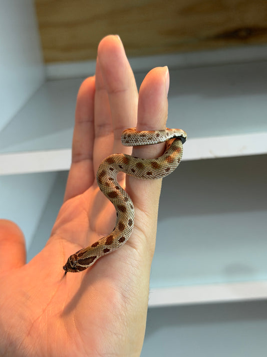 SERPIENTE NARIZ DE CERDO (HOGNOSE) CONDA MACHO