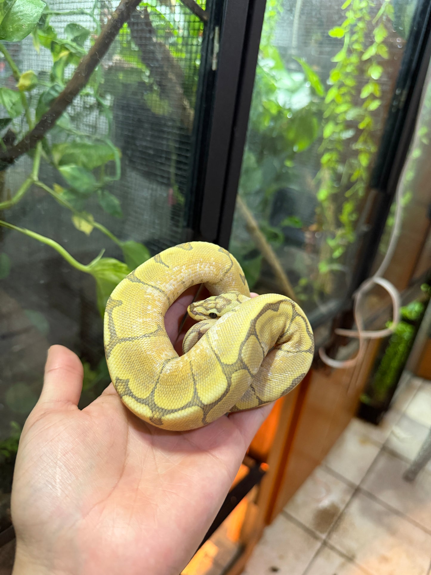 PITÓN BOLA SPIDER FIRE HYPO HEMBRA 3