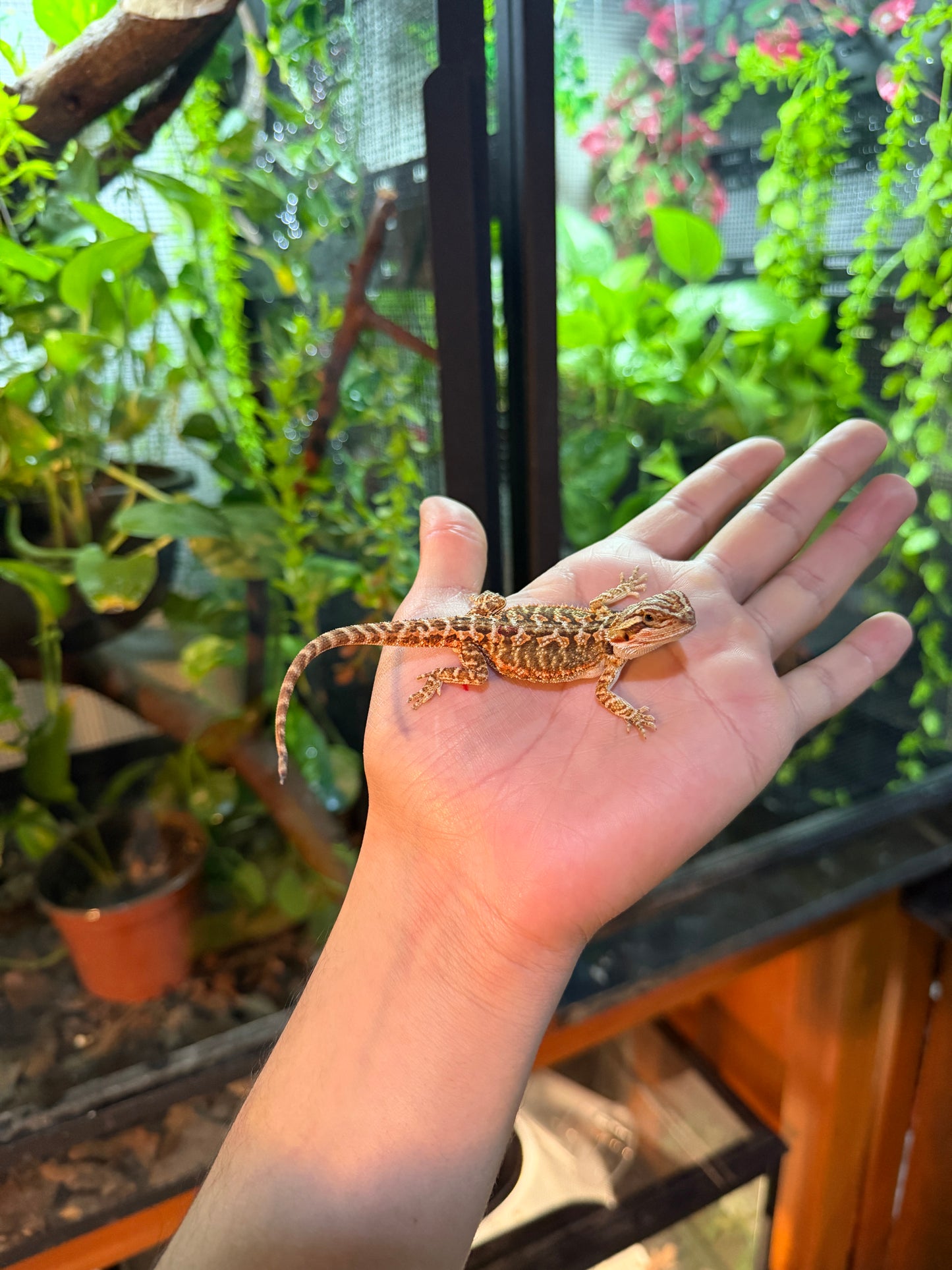 DRAGÓN BARBUDO HYPO 1 (PUNTA DE COLA MORDIDA, LE VOLVERÁ A CRECER)