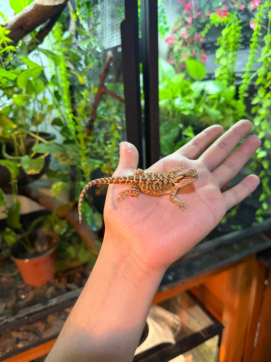 DRAGÓN BARBUDO HYPO 1 (PUNTA DE COLA MORDIDA, LE VOLVERÁ A CRECER)