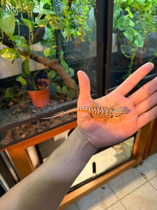 DRAGÓN BARBUDO HYPO LEATHERBACK 15