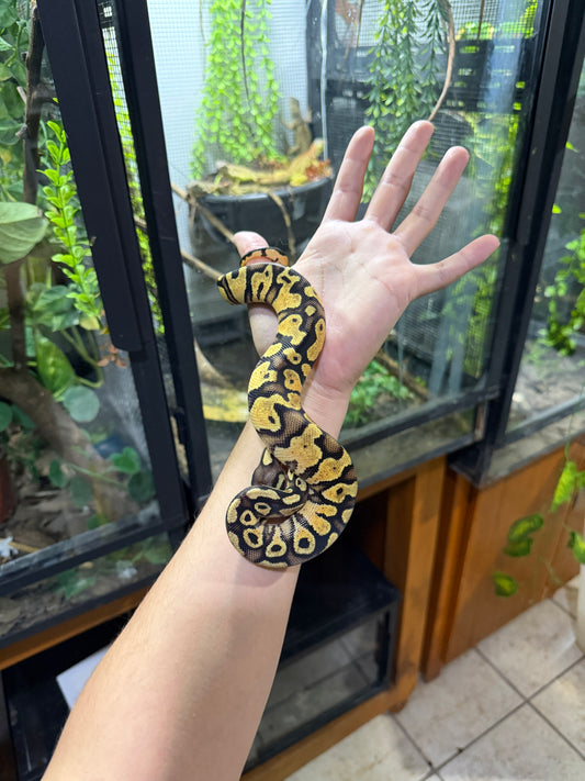 PITÓN BOLA FIREFLY MACHO