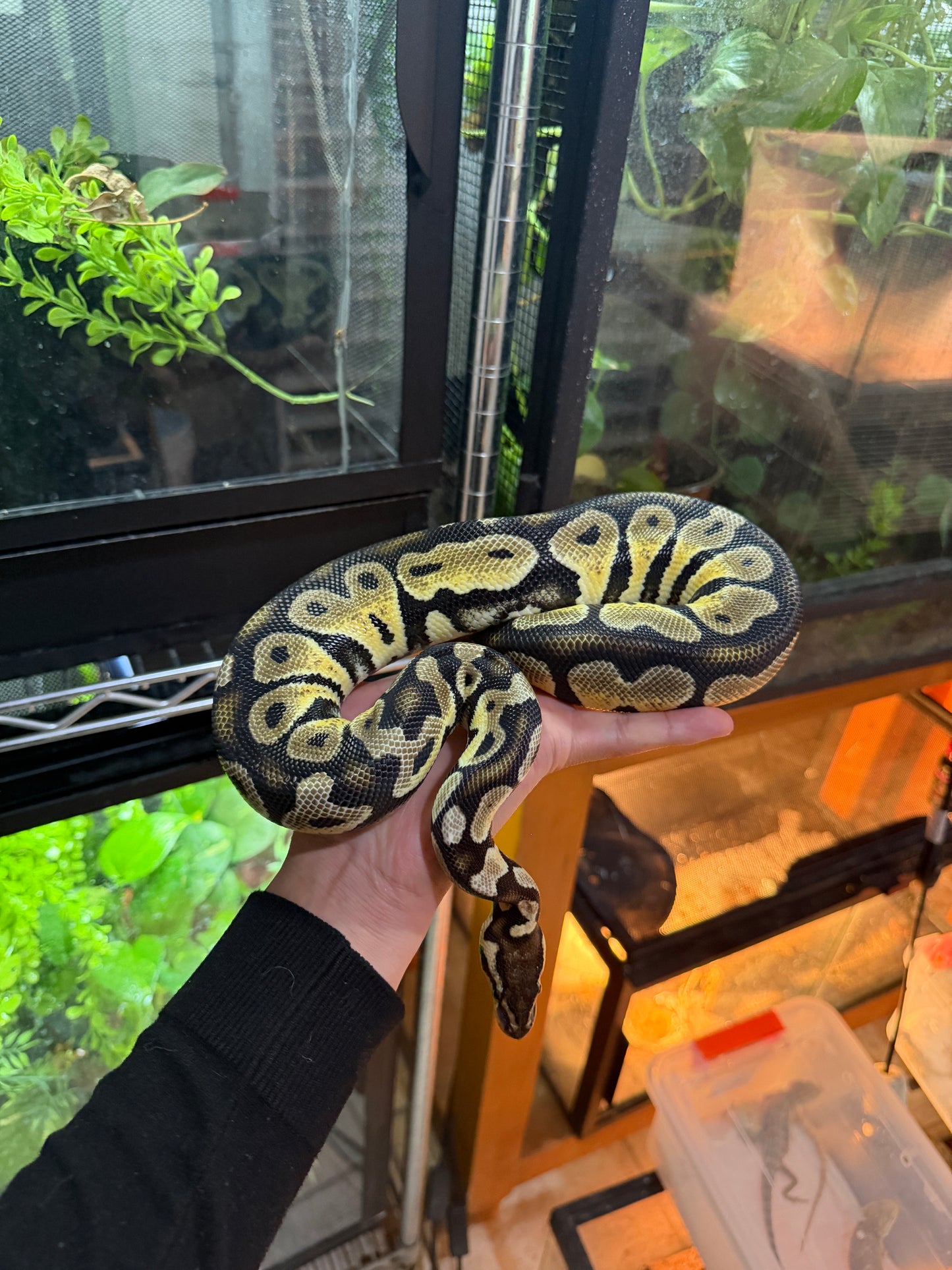 PITÓN BOLA PASTEL HET GHOST MACHO SUB ADULTO