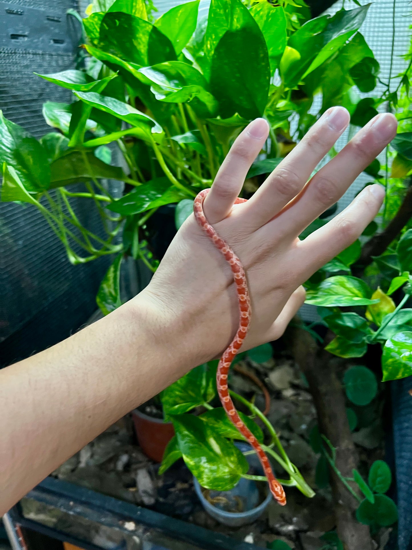 SERPIENTE MAICERA AMEL HEMBRA 20