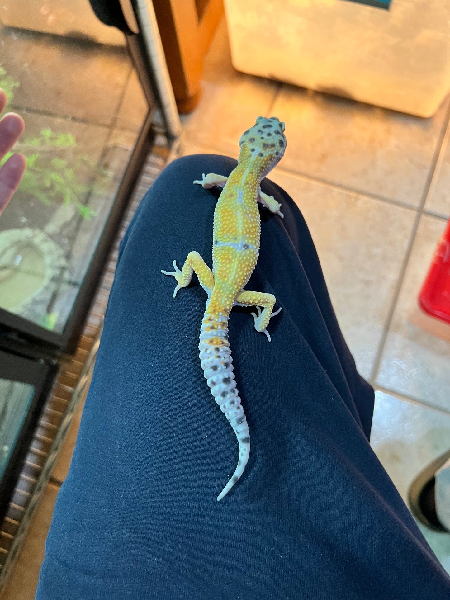 HYPO TANGERINE MACHO 24
