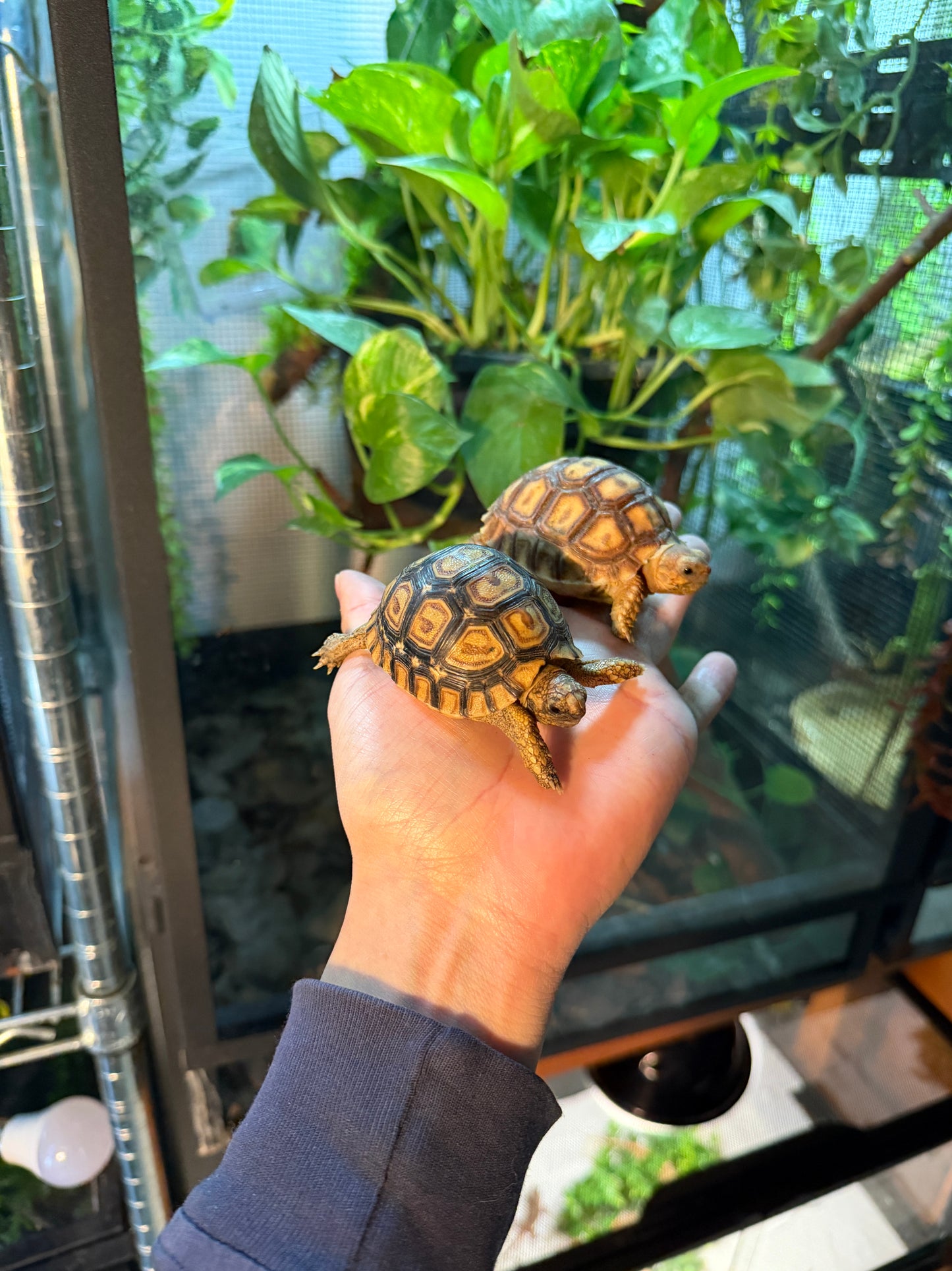 COMBO TORTUGAS TERRESTRES AFRICANAS