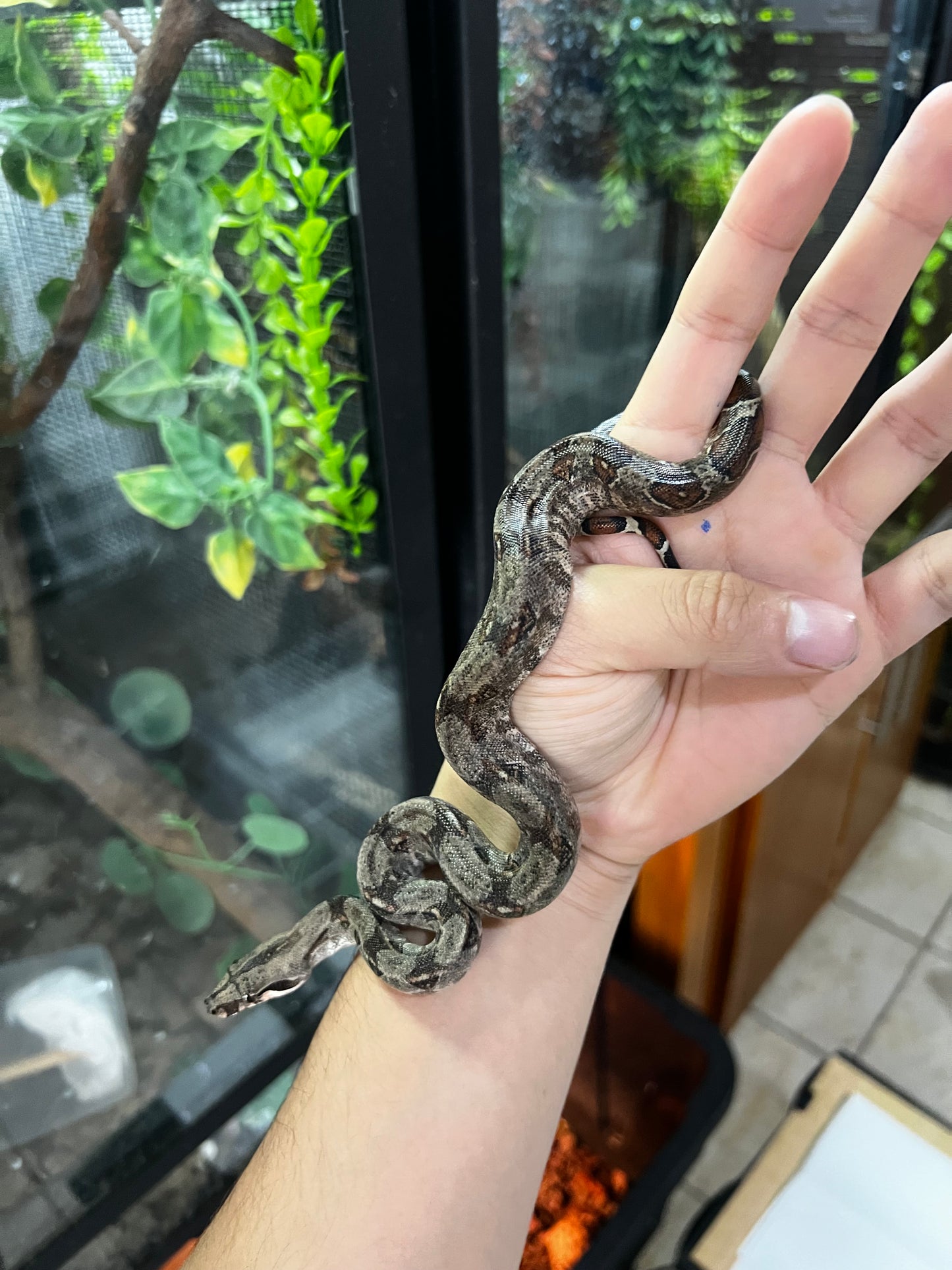 BOA MEXICANA LOCALIDAD VERACRUZ HEMBRA  88