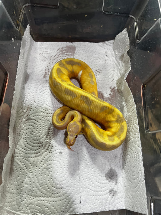 CANDY PIED MACHO 67