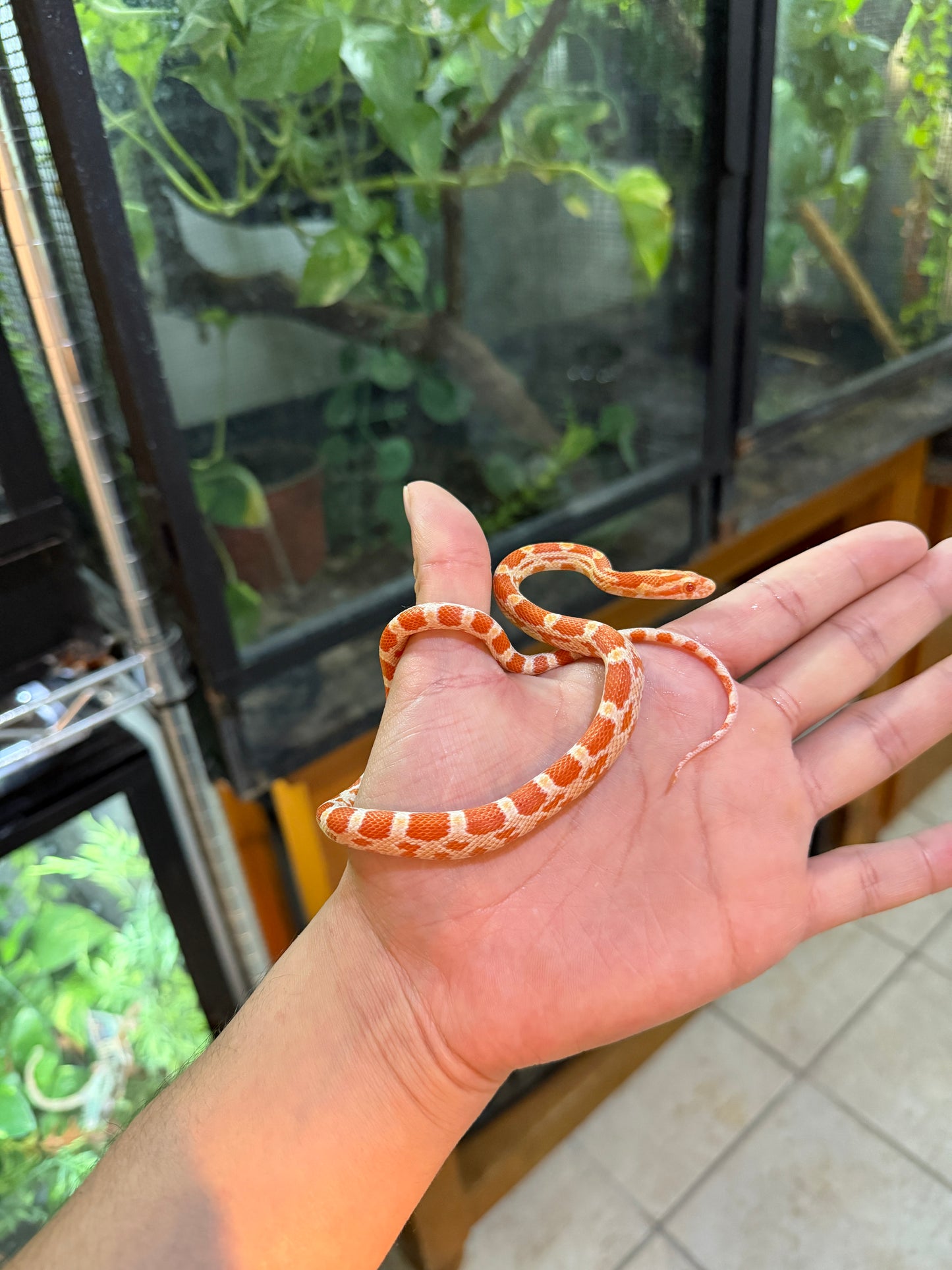 SERPIENTE MAICERA AMEL
