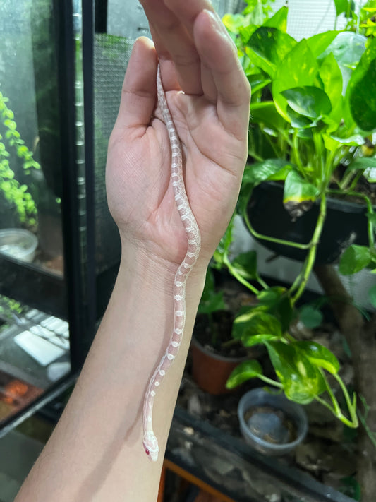 SERPIENTE MAICERA SNOW HEMBRA  48