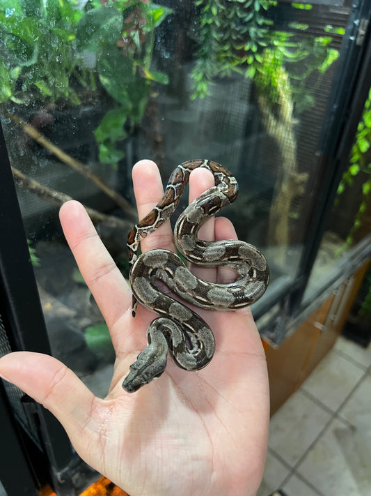 BOA MEXICANA LOCALIDAD VERACRUZ HEMBRA  87