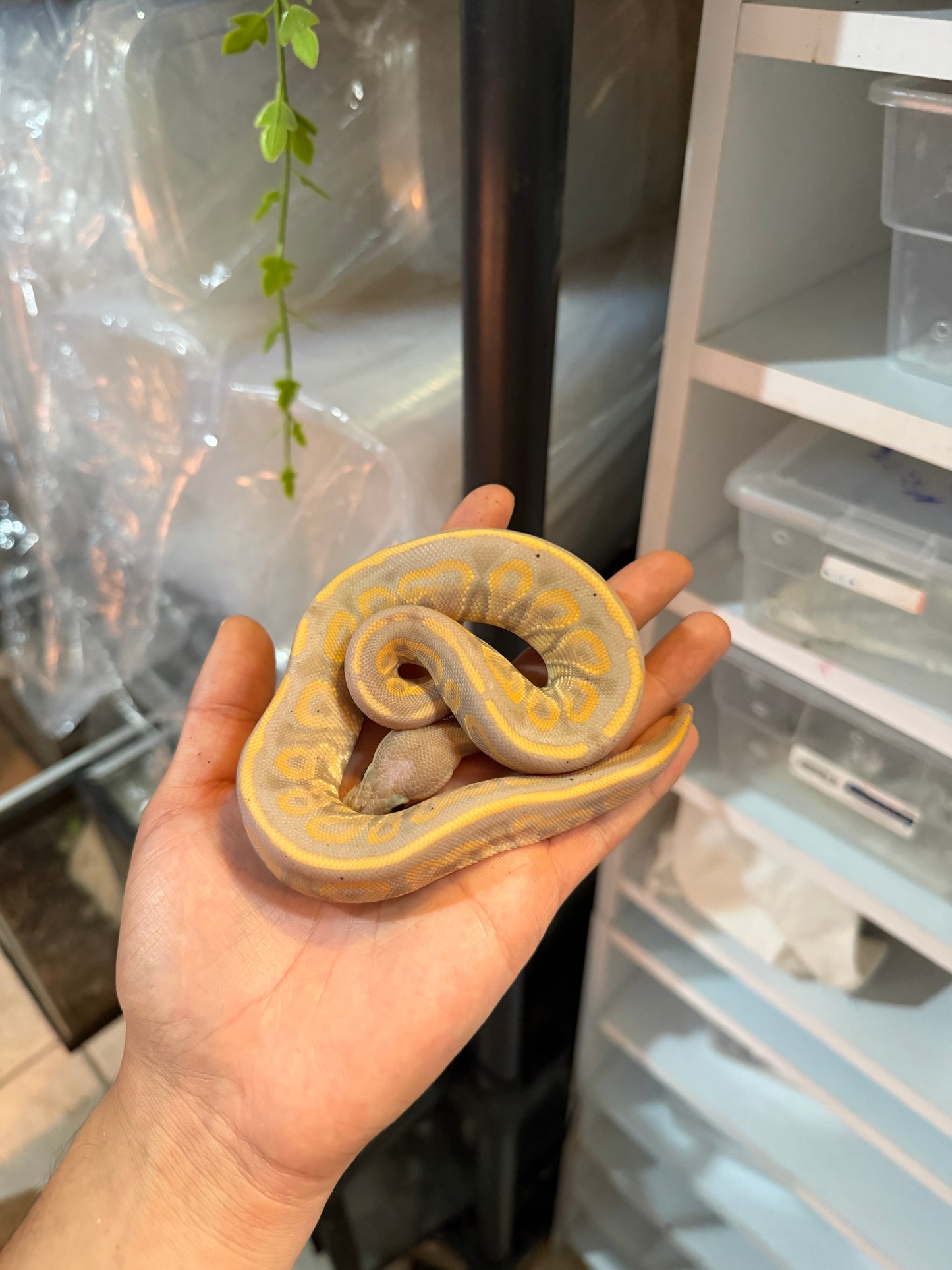 PITÓN BOLA BANANA CINNAMON MACHO