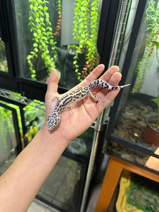 GECKO LEOPARDO MACK SNOW JUNGLE HEMBRA 6220