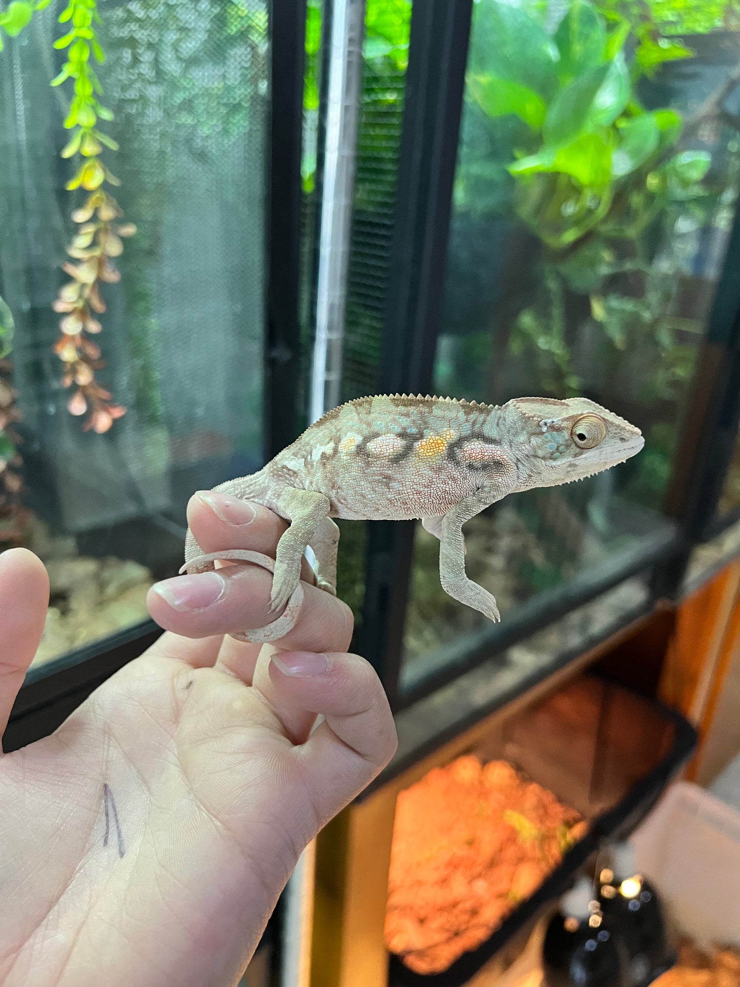 CAMALEÓN PANTERA RBBB HEMBRA JUVENIL