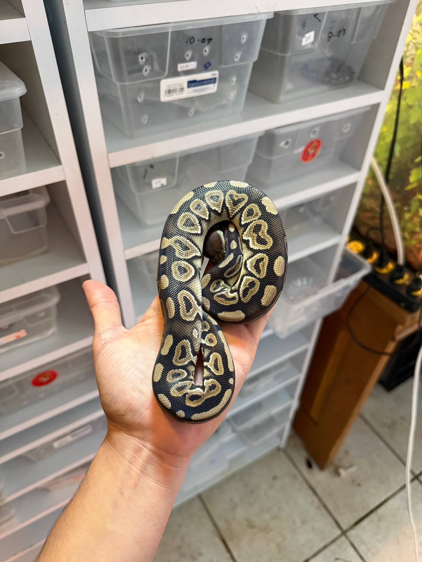 PITÓN BOLA CINNAMON HET CLOWN MACHO 1