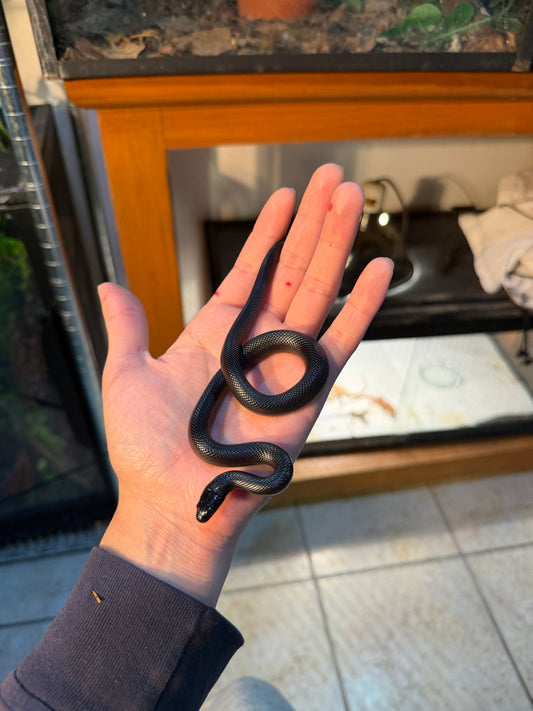 REY NEGRA MEXICANA HEMBRA 3