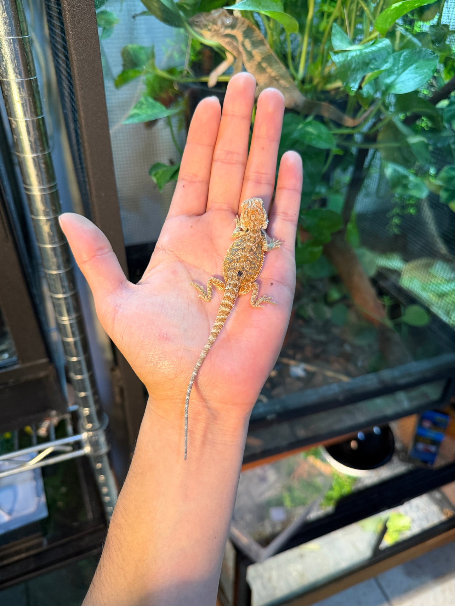 DRAGÓN BARBUDO NOMINAL 1P