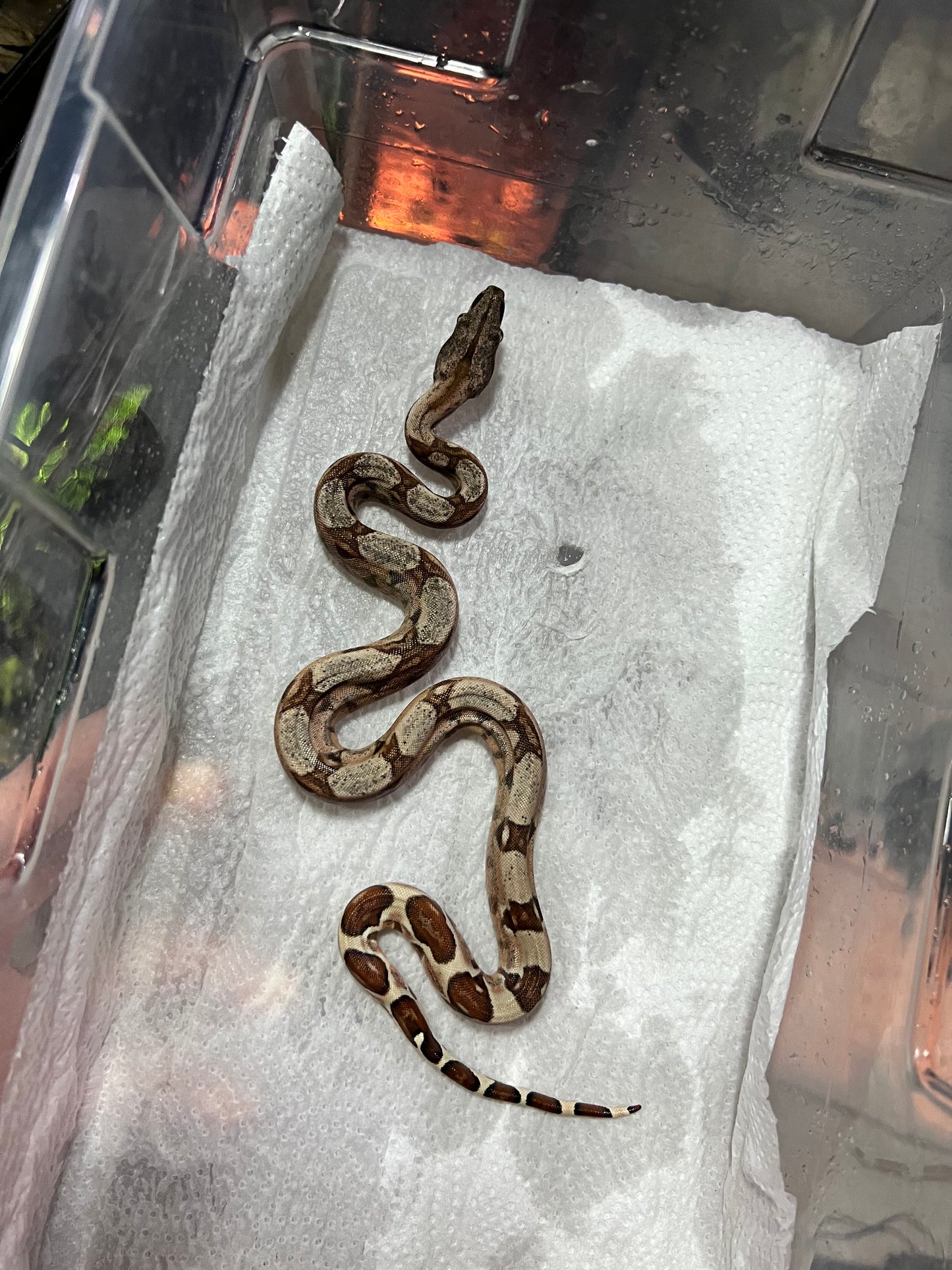 BOA COLOMBIANA HYPO 50% het KHAL ANERY MACHO 18/49