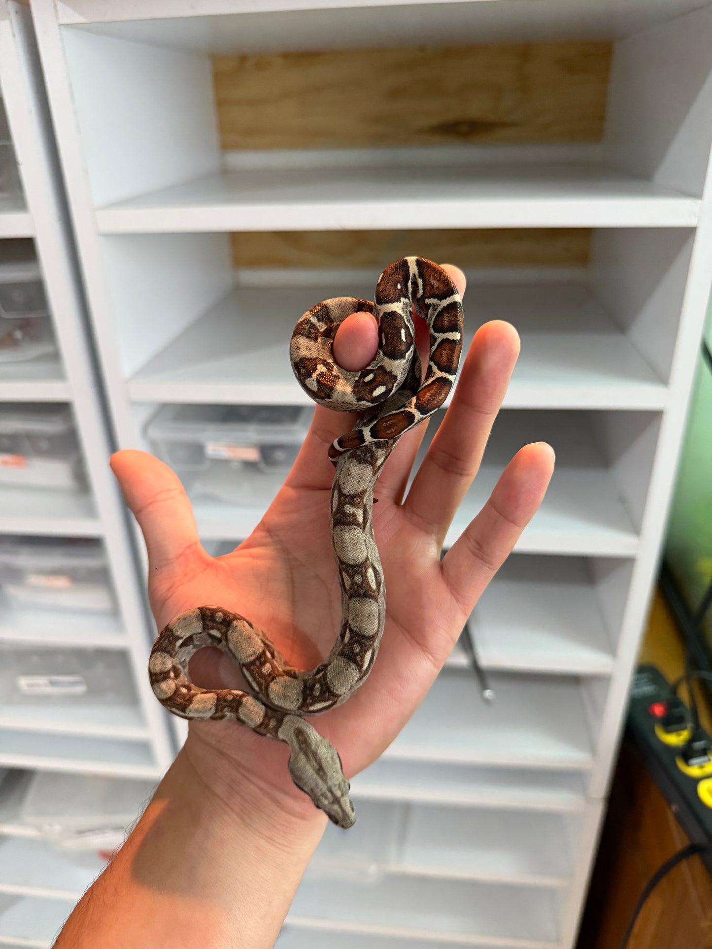 BOA COLOMBIANA HEMBRA HET KHAL 2