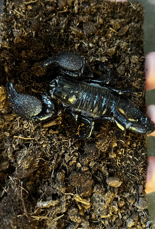 ESCORPIÓN EMPERADOR JUVENIL